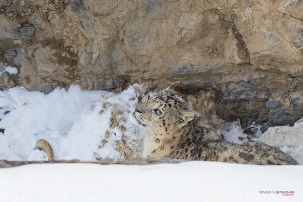 Snow_Leopard2_Govind-Vijayakumar.jpg